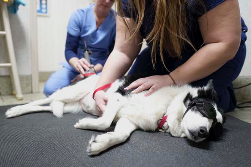 Dog receiving emergency vet care